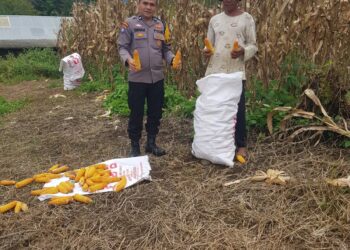 Pasbar Peroleh Alokasi Pupuk Subsidi Tahun ini Sebanyak 31.430 Ton