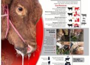 Gencar Sosialisasi, Peternak Sapi di Pariaman Sudah Cepat Tanggap Tangani Gejala PMK