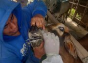 Stok Vaksin Kosong, Sumbar Hadapi Tantangan Pencegahan Wabah PMK