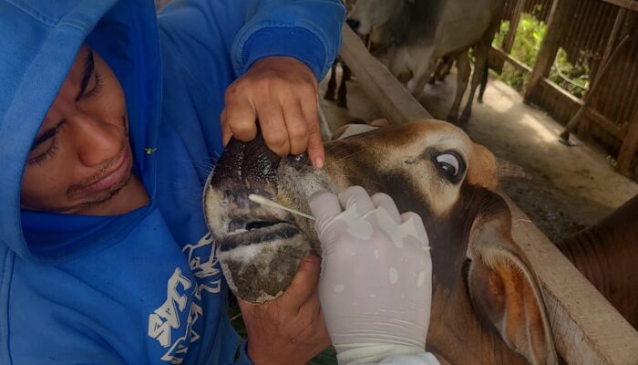 Stok Vaksin Kosong, Sumbar Hadapi Tantangan Pencegahan Wabah PMK
