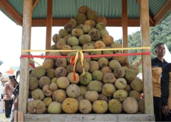 Solok Selatan Never Sleep! Siap-Siap Sambut Event Akbar Festival Durian 2025