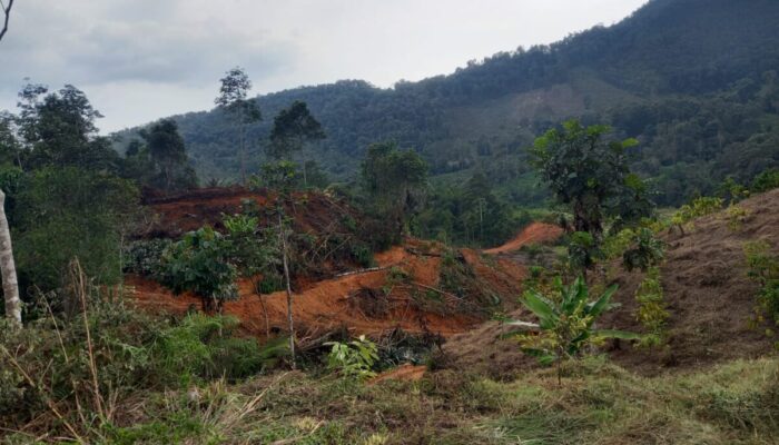 Konflik Lahan di Nagari Harau: Dugaan Permainan Mafia Tanah Meningkatkan Ketegangan