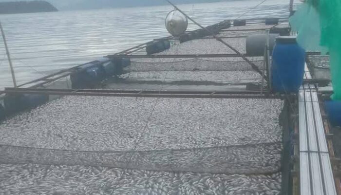 75 Ton Ikan Mati di Danau Maninjau, Kerugian Capai Rp1,875 Miliar