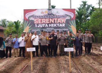 Pemkab Dharmasraya Perkuat Ketahanan Pangan Lewat Penanaman Jagung 1 Juta Hektare