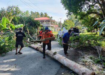 Angin Kencang di Korong Ampalu, Satu Pohon Tumbang Hambat Lalu Lintas