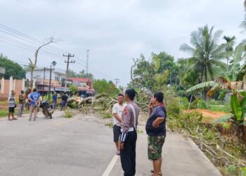 Pohon Pelindung di Jalinsum Sikabau Tumbang, Satu Pengendara Motor Terluka Ringan