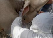 Cegah Penyebaran PMK, Disnakeswan Sumbar Perketat Pengawasan dan Penyemprotan Disinfektan