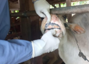 14 Ekor Sapi di Kota Pariaman Terjangkit PMK