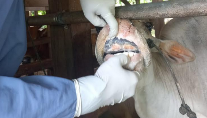 Vaksinasi PMK di Sumbar Mencapai 95%, Target 100% Sebelum Ramadan