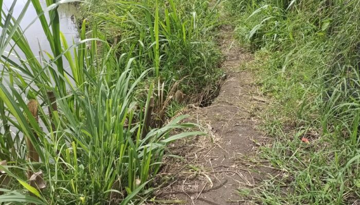 Petani Minta Pemerintah Perhatikan Keselamatan Warga Terkait Jalan Akses Pertanian di Koto Tangah Tilatang Kamang
