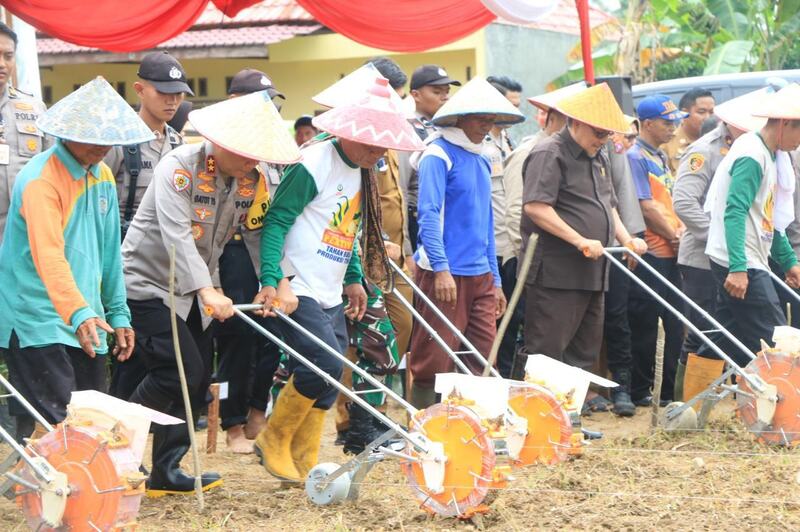 Penanaman Jagung Serentak