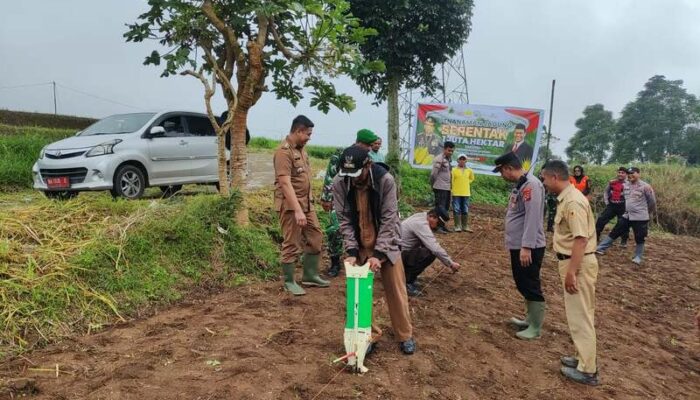 Tanam Jagung Serentak 1 Hektare di Sitinjau Gunuang, Forkopimca Batipuh Dukung Program Presiden Prabowo