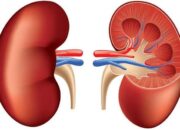 Begini Tips agar Ginjal Tetap Sehat dan Terhindar dari Penyakit
