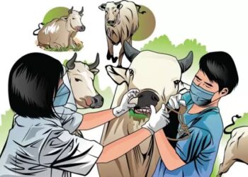 Dinas Pertanian Padang Bidik Retribusi Pelayanan Kesehatan Hewan