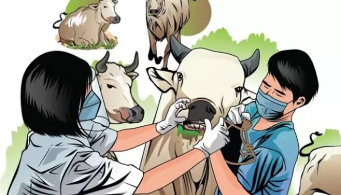 Dinas Pertanian Padang Bidik Retribusi Pelayanan Kesehatan Hewan