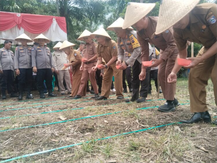 Pemkab dan Polres Pasaman Barat menyiapkan lahan seluas 35 ribu hektare untuk mendukung program penanaman satu juta hektare jagung serentak di Indonesia.OSNIWATI
