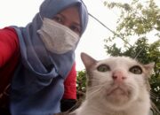 Komunitas Peduli Kucing Padang, Dorong Sterilisasi Subsidi untuk Tekan Populasi Kucing Jalanan