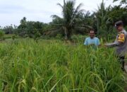 Petani di Nagari Desa Baru dapat dukungan dari Bhabinkamtibmas Polsek Ranah Batahan 