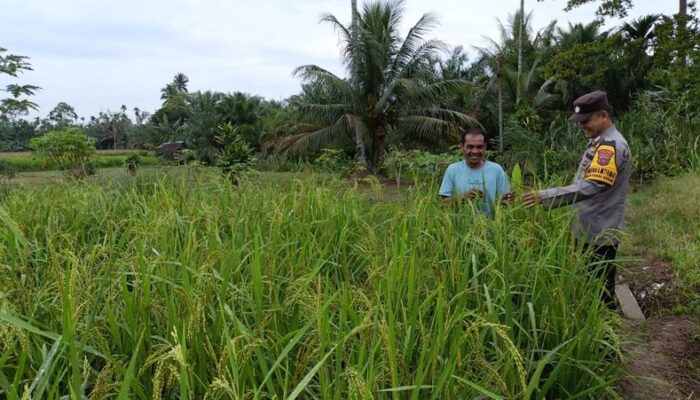 Petani di Nagari Desa Baru dapat dukungan dari Bhabinkamtibmas Polsek Ranah Batahan 