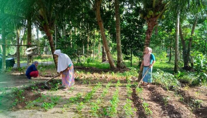 Berkat Wali Nagari Muskinta, Keltan Padang Ampalu Saiyo Proaktif Garap Lahan untuk Ketahanan Pangan