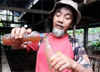 Peternak di Kamang Magek Gunakan Eco Enzyme untuk Atasi PMK