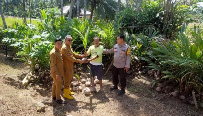 Pemerintah Nagari Lubuk Basung Bagikan Bibit Kelapa pada Masyarakat