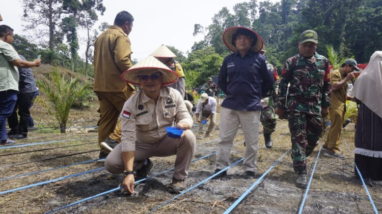 Sekda Hendra Putra melakukan penanaman padi ladang kering di Nagari  Pematang Panjang Kecamatan Koto Balingka Kabupaten Pasaman Barat. Osniwati