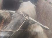 Tuntun Kerbau Curian Ditangkap Warga di Balai Panjang