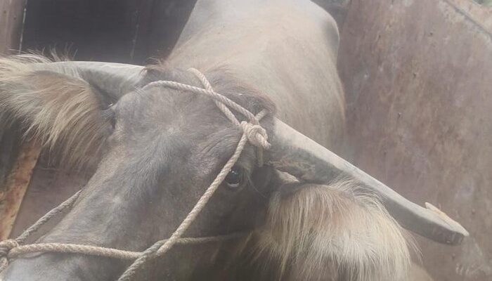 Tuntun Kerbau Curian Ditangkap Warga di Balai Panjang