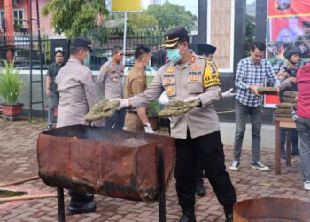 Polres Pasaman Musnahkan 100 Kg Narkotika Jenis Ganja