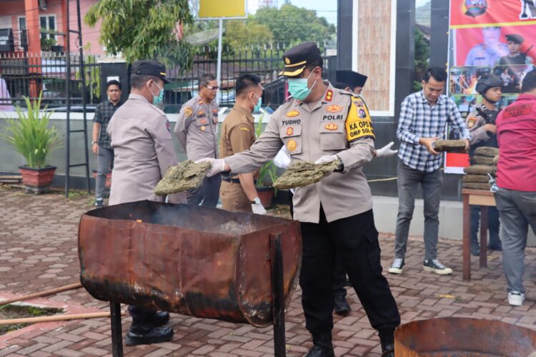 Polres Pasaman menggelar pemusnahan 100 Kg barang bukti narkotika jenis ganja bertempat di lapangan Mapolres Pasaman, selasa (11/2).