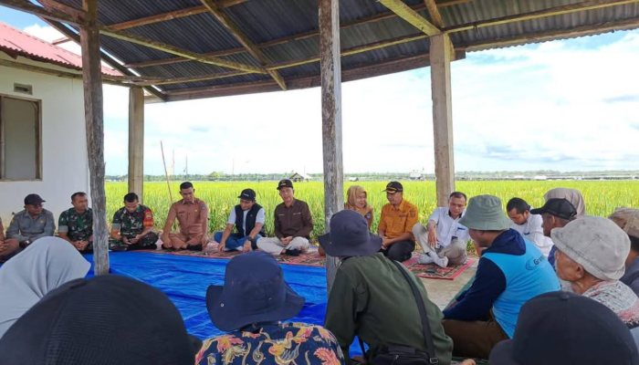 Pemkab Pasbar Bersinergi dengan Perum Bulog Sumbar untuk Serap Gabah Petani dan Dukung Kemandirian Pangan