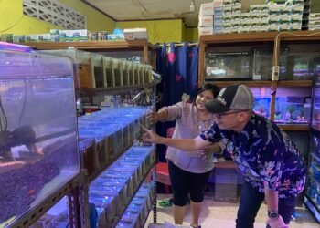 Pemilik Wali Aquarium, Gustina Zalukhu saat memperlihatkan ikan hias di kedai nya kepada pengunjung