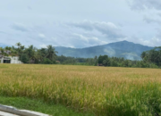 KUR Sektor Pertanian Dominan, BRI Tunjukkan Komitmen Dukung Asta Cita