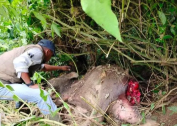 Ternak Warga di Matur Mati, Diduga Dimangsa Harimau