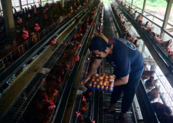 Pemerintah Pastikan Stok Ayam dan Telur Aman