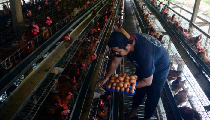 Pemerintah Pastikan Stok Ayam dan Telur Aman
