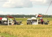 Dari 260 Hektare Sawah, Petani Sialang Kinali Panen 1.500 Ton Padi