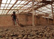 Luas Lahan  Gambir di Sumbar 28.760 Hektare