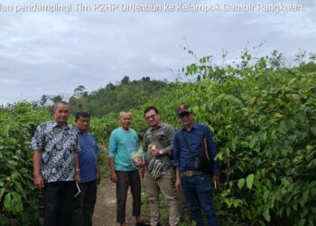 Luas Lahan Gambir di Sumbar 28.76o Hektare dan Produksi 25.818 Ton