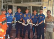 Ular Masuk Kantor DPD Nasdem Padang, Damkar Sigap Lakukan Evakuasi