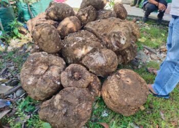 BKSDA Pasaman Amankan Umbi Tanaman Langka Amorphophallus Titanium