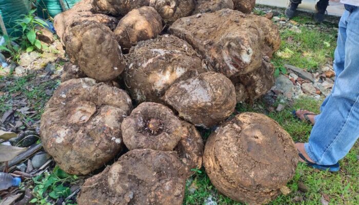 BKSDA Pasaman Amankan Umbi Tanaman Langka Amorphophallus Titanium