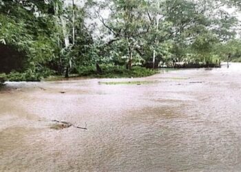10 Hektare Sawah dan Kebun di Kampung Pinang Terancam Banjir