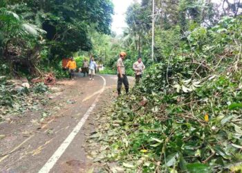 BPBD Padang Tangani Pohon Tumbang di Sungai Pisang, Akses Jalan Kembali Normal