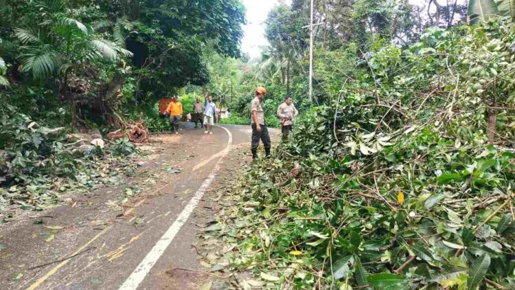 TRC PB BPBD Kota Padang saat melakukan penanganan pohon tumbang, Kamis (17/4/2025). IST