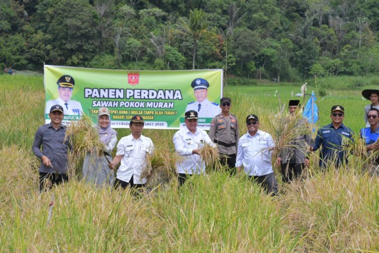 Panen perdana sawah pokok murah di Agam beberapa waktu lalu. ist