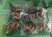 Gurihnya Dendeng Rabu Koroh Koroh Ajo Ali     