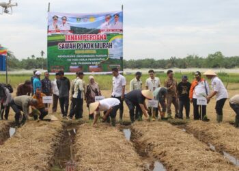 Pemkab Pasbar Laksanakan Tanam Perdana Sawah Pokok Murah