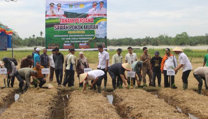 Pemkab Pasbar Laksanakan Tanam Perdana Sawah Pokok Murah